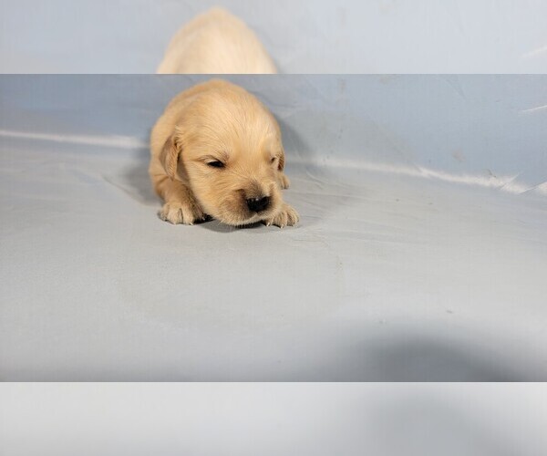 Medium Photo #70 Golden Retriever Puppy For Sale in FALCON, CO, USA