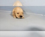 Small #5 Golden Retriever