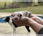 Puppy 1 Border Collie