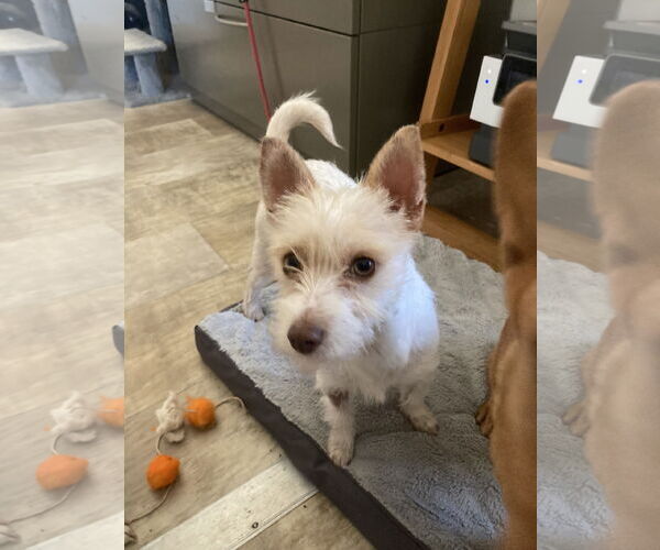 Medium Photo #6 Cairn Terrier-Unknown Mix Puppy For Sale in San Diego, CA, USA