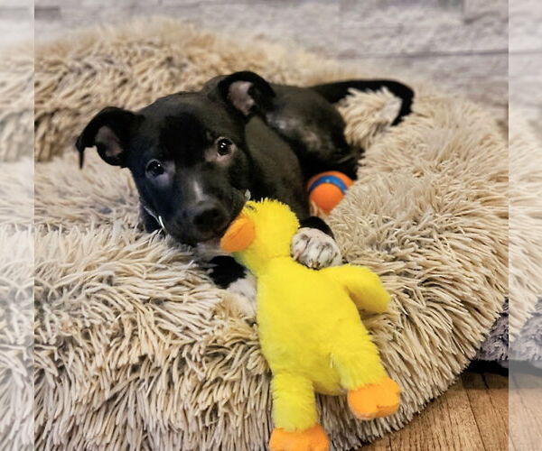 Medium Photo #4 Mutt Puppy For Sale in Des Moines, IA, USA