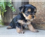Small Photo #21 Yorkshire Terrier Puppy For Sale in MANES, MO, USA