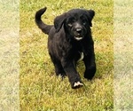 Small Photo #18 Goldendoodle Puppy For Sale in DANIELSVILLE, GA, USA