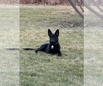 Small Photo #1 German Shepherd Dog Puppy For Sale in FORT LUPTON, CO, USA