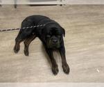 Small Rottweiler Mix