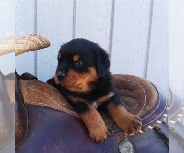 Medium Photo #2 Rottweiler Puppy For Sale in CHAMBERSBURG, PA, USA