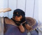Small #1 Rottweiler