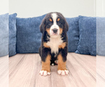 Small #1 Bernese Mountain Dog