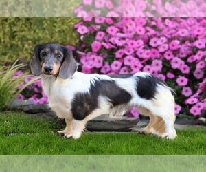 Father of the Dachshund puppies born on 07/28/2026