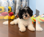 BichPoo puppies - Male Bichpoo Puppy for Sale - Photo #19