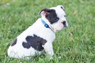 French Bulldog Puppy for sale in PLYMOUTH, OH, USA