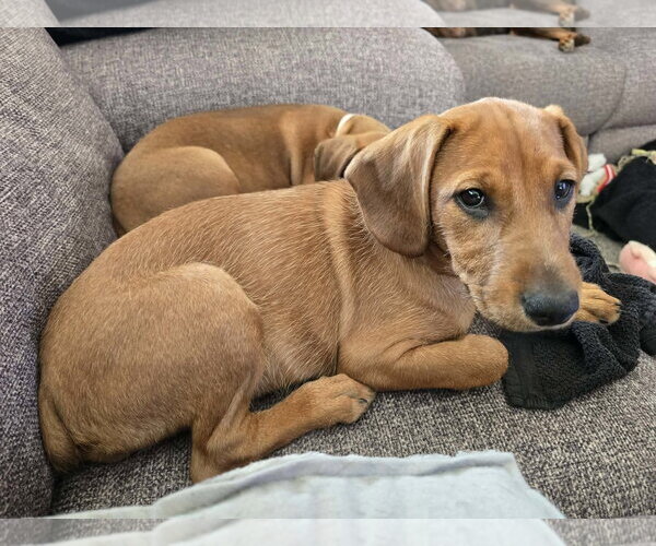 Medium Photo #8 Dachshund-Doberman Pinscher Mix Puppy For Sale in Buffalo, MN, USA