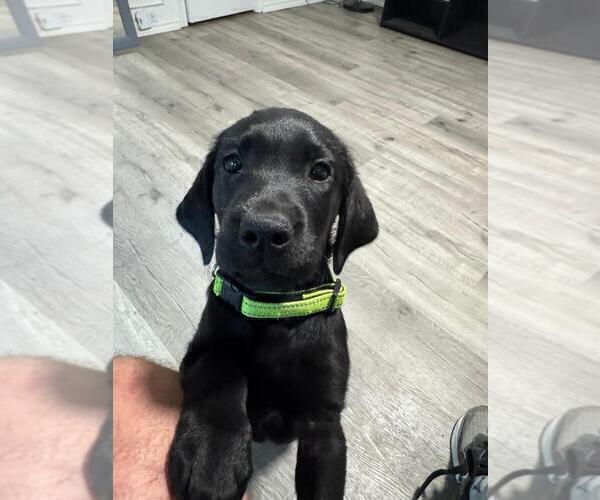 Medium Photo #10 Labrador Retriever Puppy For Sale in PLANO, TX, USA