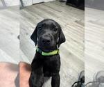 Small #9 Labrador Retriever