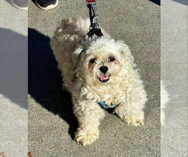 Medium Photo #3 Maltese-Unknown Mix Puppy For Sale in Fairfax, VA, USA