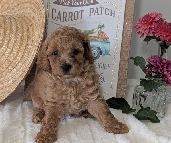 Medium Photo #3 Poodle (Miniature) Puppy For Sale in GOSHEN, IN, USA