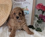 Small #2 Poodle (Miniature)