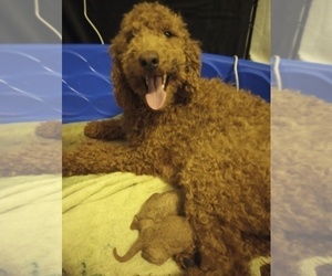 Mother of the Goldendoodle puppies born on 05/07/2024
