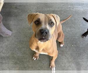 American Bulldog-Unknown Mix Dogs for adoption in Grand Prairie, TX, USA