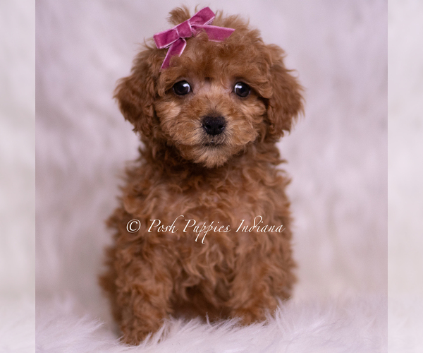 Medium Photo #2 Maltipoo (Miniature) Puppy For Sale in WARSAW, IN, USA