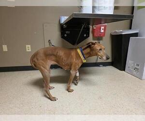Greyhound-Unknown Mix Dogs for adoption in Conroe, TX, USA