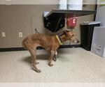 Small Greyhound Mix