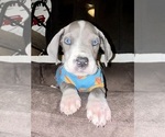 Small Photo #10 Great Dane Puppy For Sale in WINSTON-SALEM, NC, USA