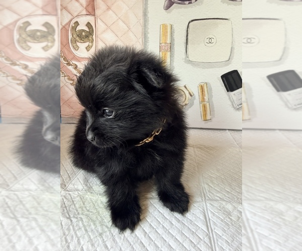 Medium Photo #6 Pomeranian Puppy For Sale in JOLIET, IL, USA