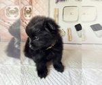 Small #5 Pomeranian