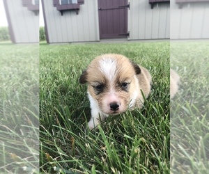 Pembroke Welsh Corgi Puppy for sale in ARTHUR, IL, USA