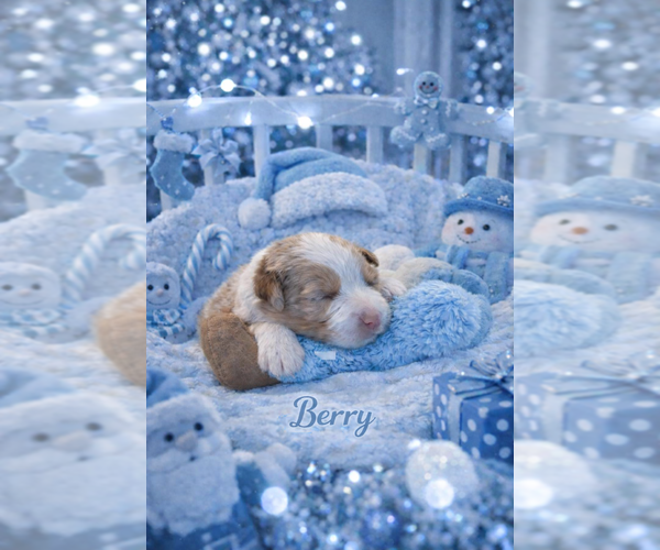 Medium Photo #5 Miniature Australian Shepherd Puppy For Sale in ANTHONY, FL, USA