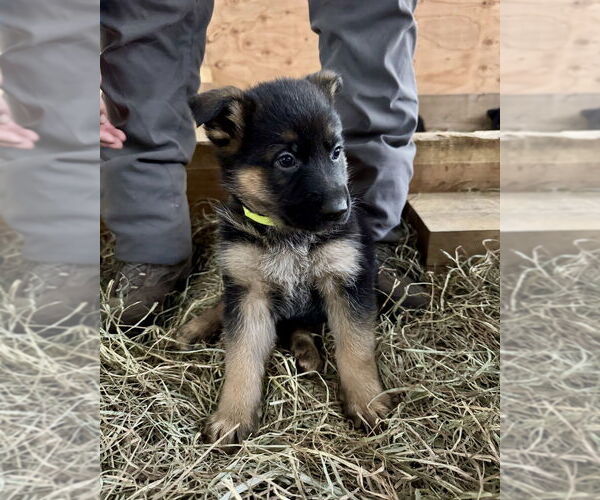 Medium Photo #3 German Shepherd Dog Puppy For Sale in Brewster, NY, USA
