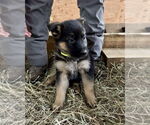 Small #2 German Shepherd Dog