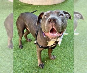 Mutt Dogs for adoption in San Francisco, CA, USA