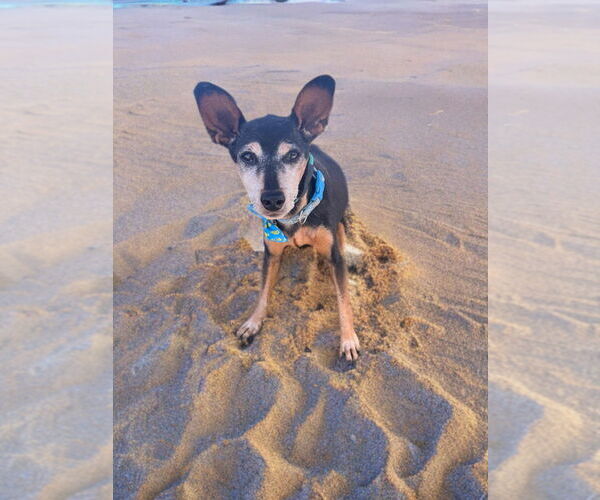 Medium Photo #3 Miniature Pinscher Puppy For Sale in Newport Beach, CA, USA