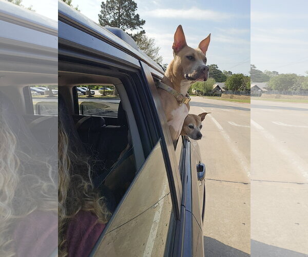Medium Photo #2 Labrador Retriever-Unknown Mix Puppy For Sale in The Woodlands, TX, USA