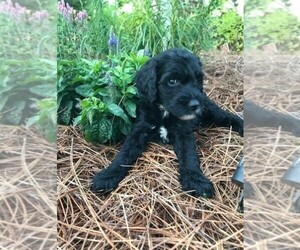 Goldendoodle Puppy for sale in BETHESDA, MD, USA