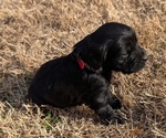 Small Photo #8 Boykin Spaniel-Goldendoodle Mix Puppy For Sale in MORGANTON, NC, USA