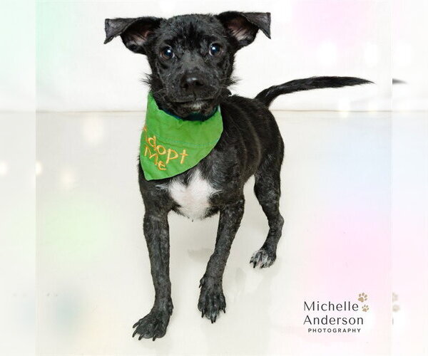 Medium Photo #2 Labrador Retriever-Unknown Mix Puppy For Sale in Corona, CA, USA