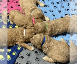 Goldendoodle Puppy for sale in SPARTANBURG, SC, USA