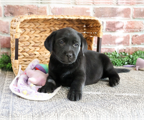 Medium Photo #1 Labrador Retriever Puppy For Sale in SYRACUSE, IN, USA