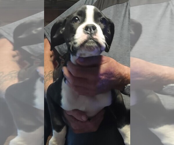 Medium Photo #1 Boxer Puppy For Sale in ROYSTON, GA, USA