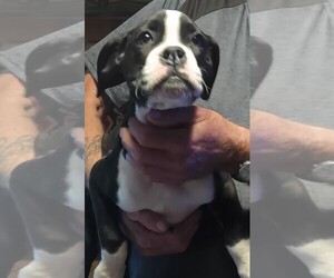 Boxer Puppy for sale in ROYSTON, GA, USA