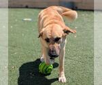 Small #5 Anatolian Shepherd Mix