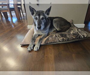 Mutt Dogs for adoption in Minneapolis, MN, USA