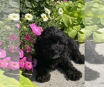 Small #2 Lhasa Apso-Poodle (Toy) Mix