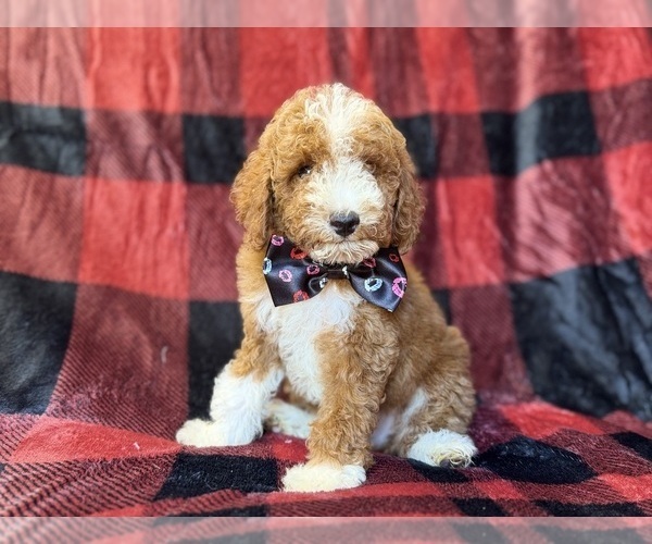 Medium Photo #3 Poodle (Miniature) Puppy For Sale in LAKELAND, FL, USA
