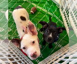 Small #13 American Pit Bull Terrier-Labrador Retriever Mix