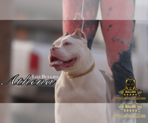 Mother of the American Bully puppies born on 05/08/2025