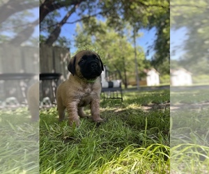 Mastiff Puppy for sale in WICHITA, KS, USA